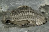 Two Greenops boothi Trilobite Fossils - New York #350883-3